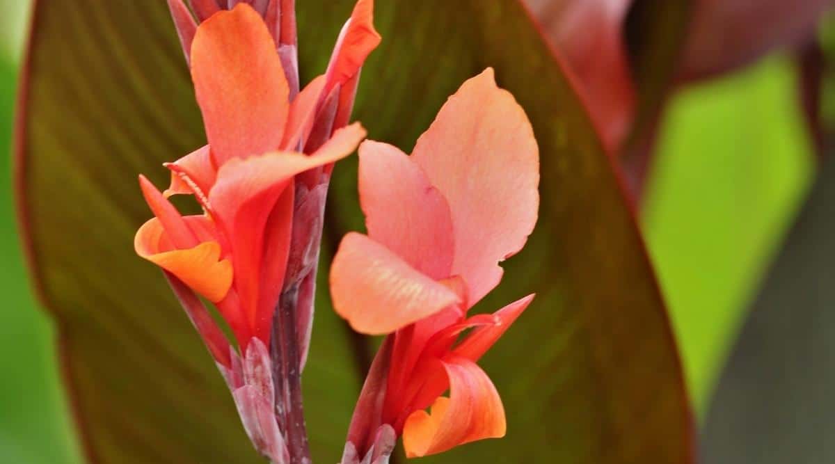 Canna Lily Varieties 33 Different Types of Canna Lilies