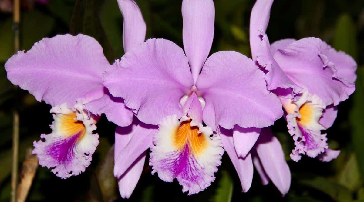 How to Plant, Grow and Care For Cattleya Orchids
