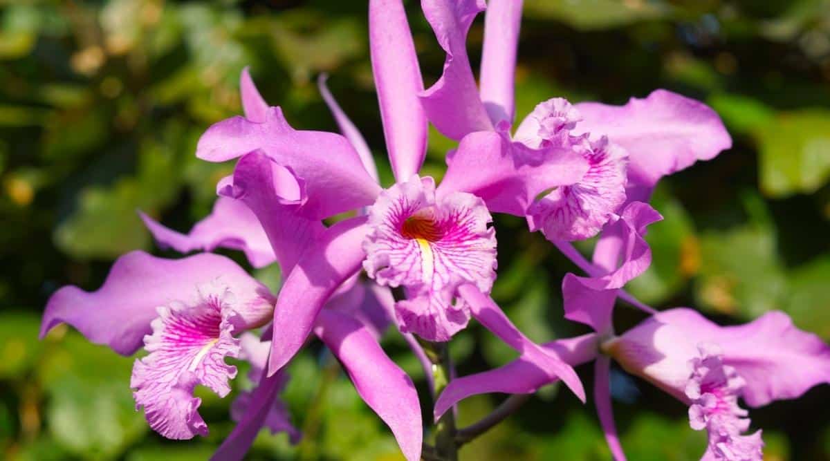 How to Plant, Grow and Care For Cattleya Orchids