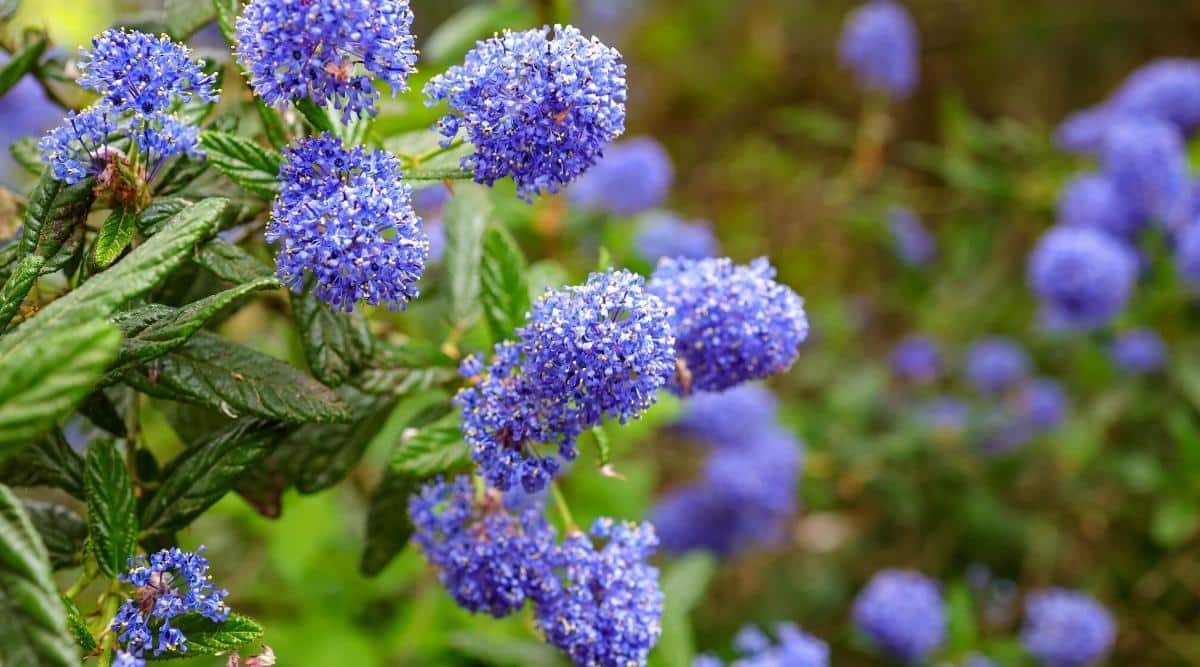 17 Plants That Grow Beautifully Under Oak Trees