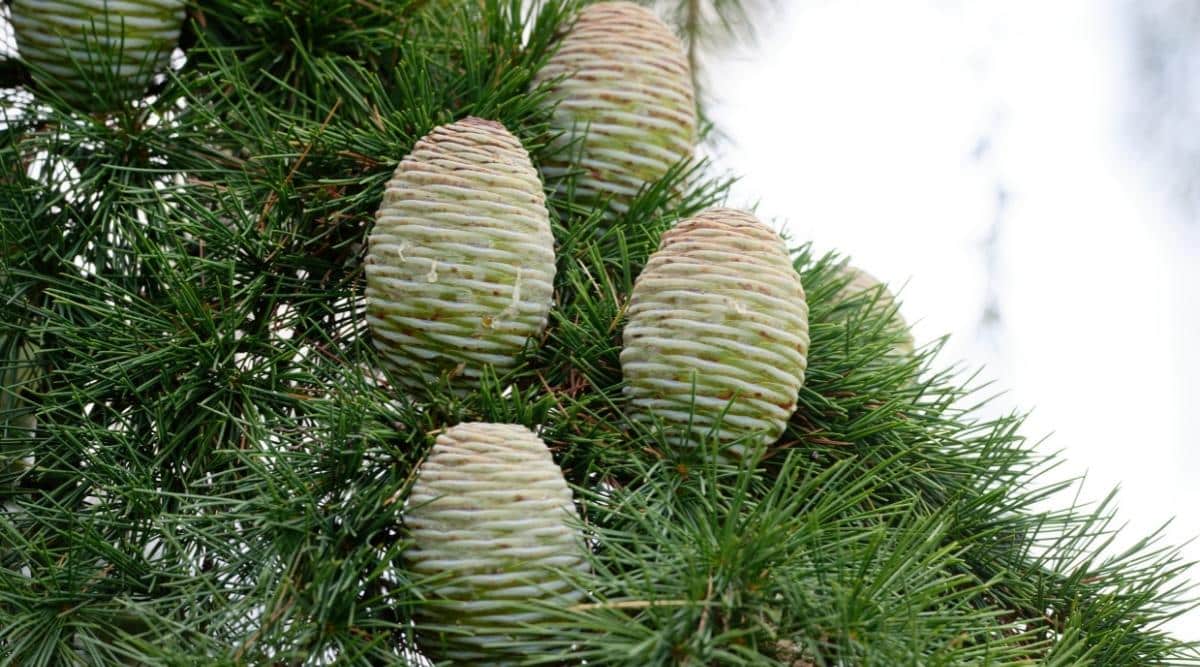 17 Shade Tolerant Evergreen Trees For Shady Garden Spaces