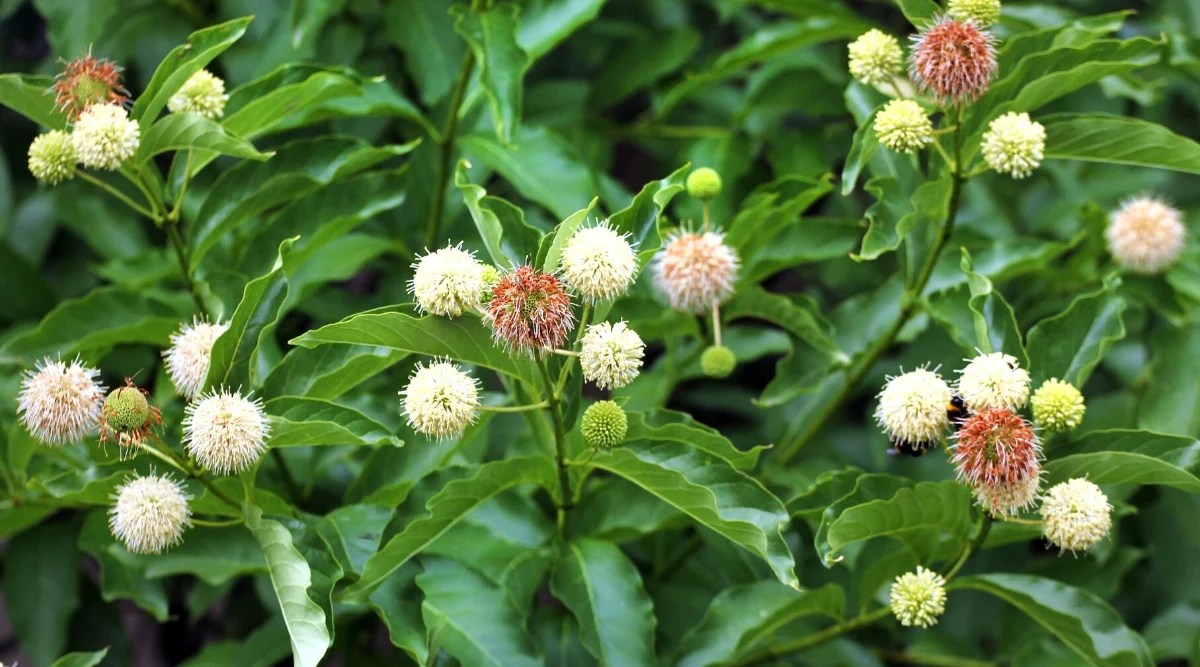 The leaves are oval or elliptical, with a short petiole, 7-18 cm long. The flowers are collected in a spherical inflorescence 2-3.5 cm in diameter, on a short peduncle. Corolla four-lobed, white or yellow. The gynoecium protrudes slightly from the corolla. The butterfly is dominated by an orange background color. Multifaceted black and white patterns cover all four wings. Antennae of medium length have club-shaped thickenings at the end. The background is green and blurry.