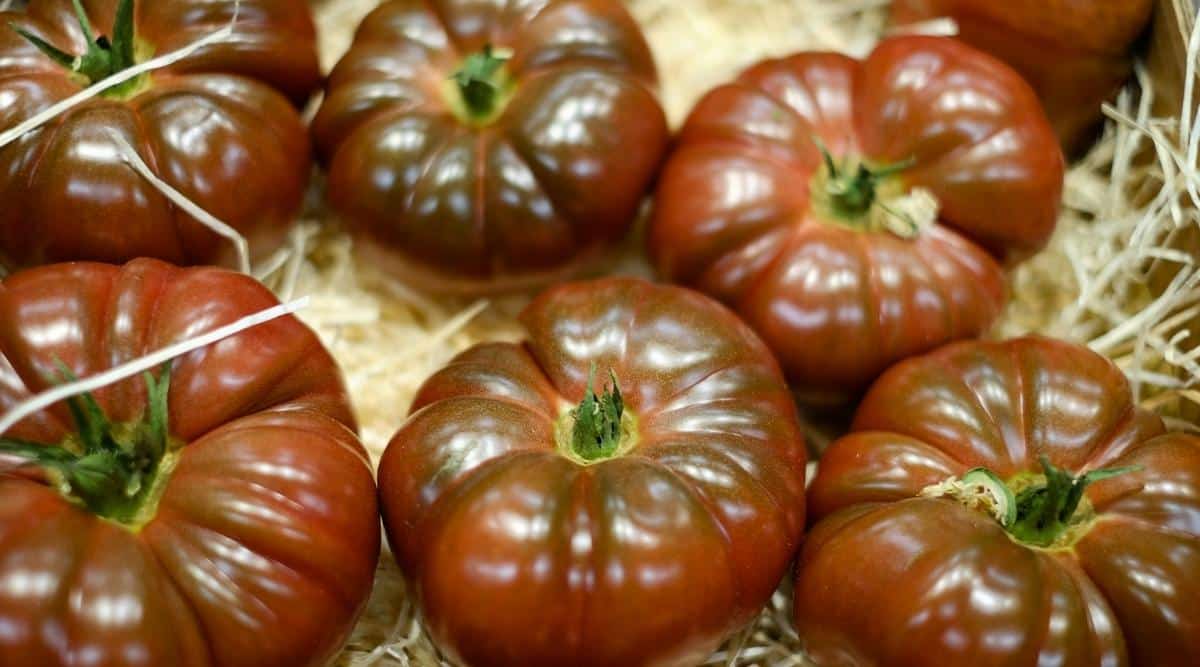 Top view, close-up of six ripe &lsquo;Cherokee Purple&rsquo; tomatoes in a crate with straw. The fruits are large, and rounded, with smooth dark red skin and a purple-green tint on top.