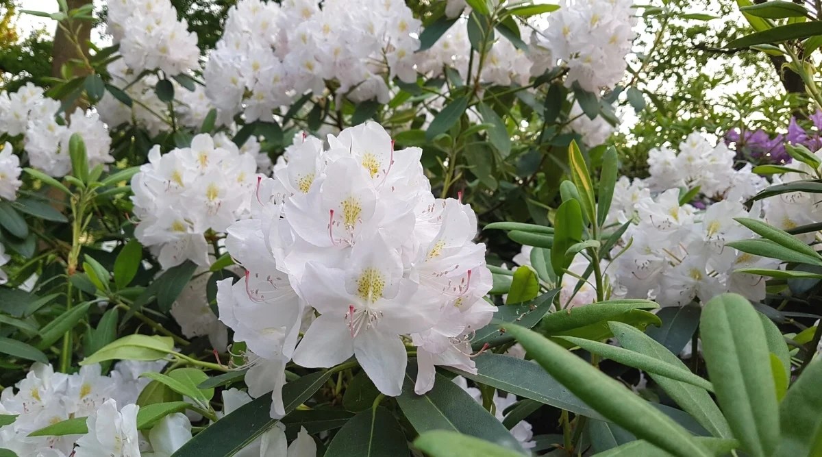 Close-up of a flowering rhododendron Chionoides bush in a garden. The bush has beautiful white bell-shaped flowers with yellow spots and freckles on the upper petals.