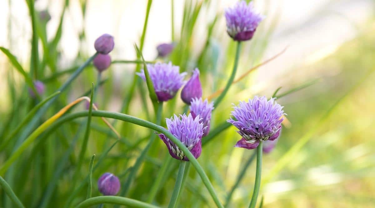 Chives Growing in Garden