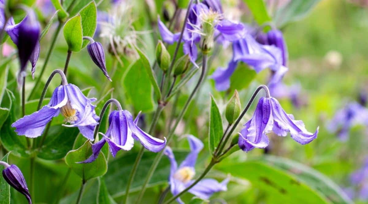 25 Frost Proof Perennials That Can Survive Winter Outdoors