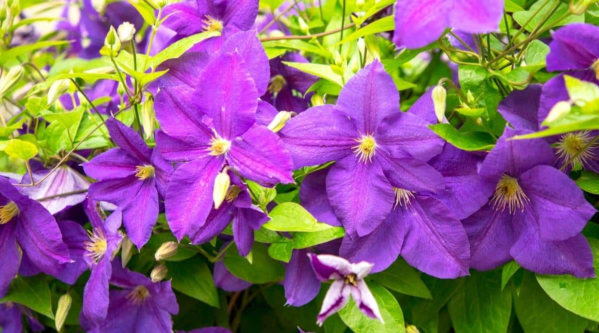 Close-up of many blooming Clematis “jackmani” flowers in a summer sunny garden. The flowers are large, bright purple in color, open, solitary, star-shaped, up to 15 cm or more in diameter, with 5 sepals with a groove in the middle. Stamens with yellow anthers on white filaments. Tepals 4-6 pieces, up to 6 cm long, broadly obovate, pubescent on the outside.