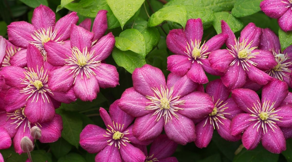 Clematis