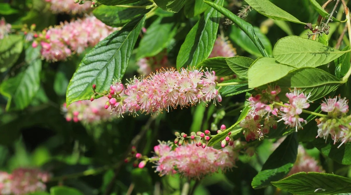 Close-up of a flowering shrub Clethra alnifolia Ruby Spice in a garden. It is a deciduous shrub with dark green, oval-shaped leaves with serrated edges. The leaves are arranged alternately on the stem. The plant produces fragrant, bottle-brush-like flower spikes. These thorns are covered with numerous small tubular flowers in bright ruby pink.