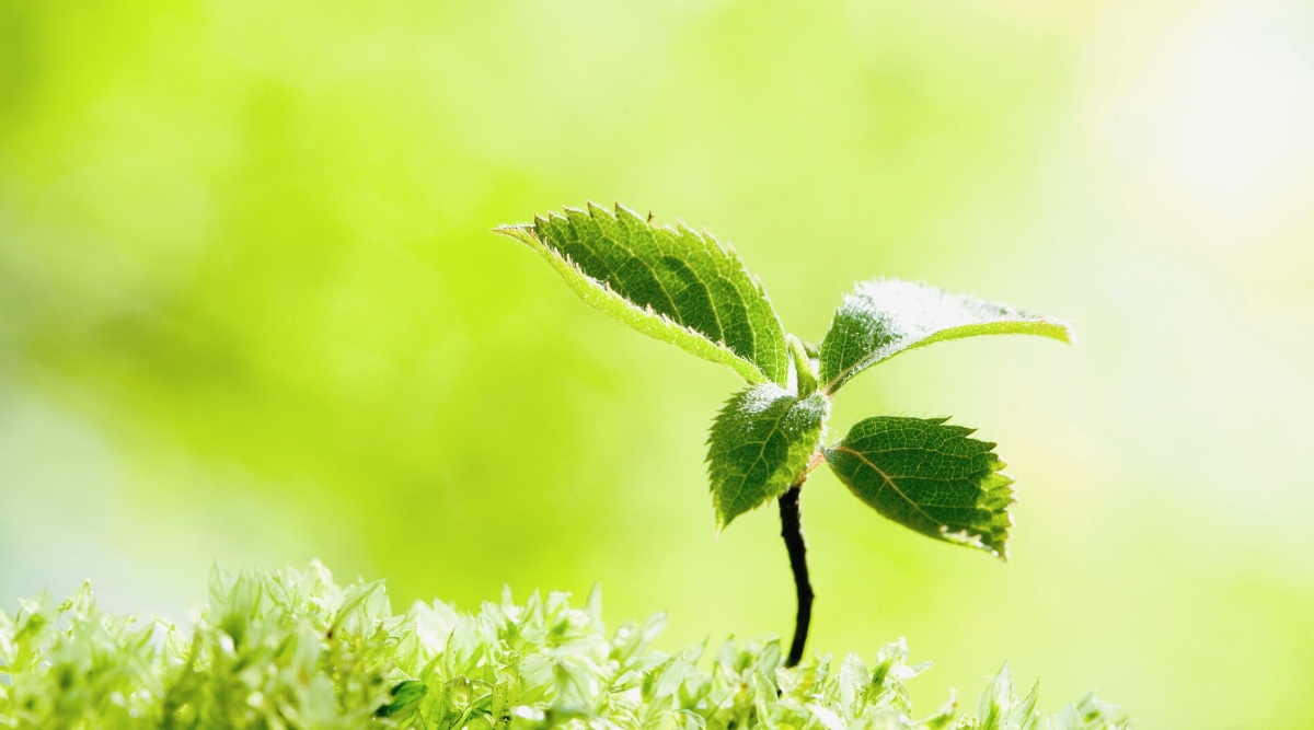 Close-up of Clethra seedlings against a blurred green background. The seedling is small, has an upright woody stem and four oval dark green leaves with serrated edges.