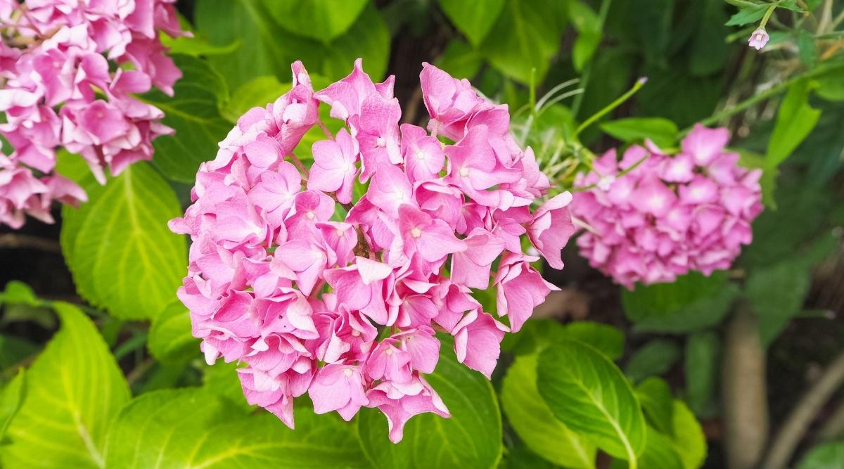 Close up of pink flowers