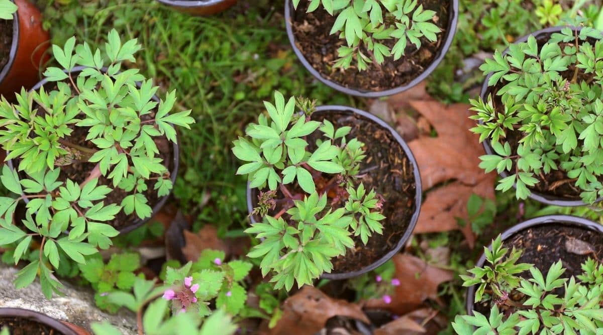 Close-up outdoor top view of the bleeding heart plants. 5 round black plastic pots with young plants. Plants have pinnately dissected green leaves. Against the background of grass with autumn leaves, slightly blurred.