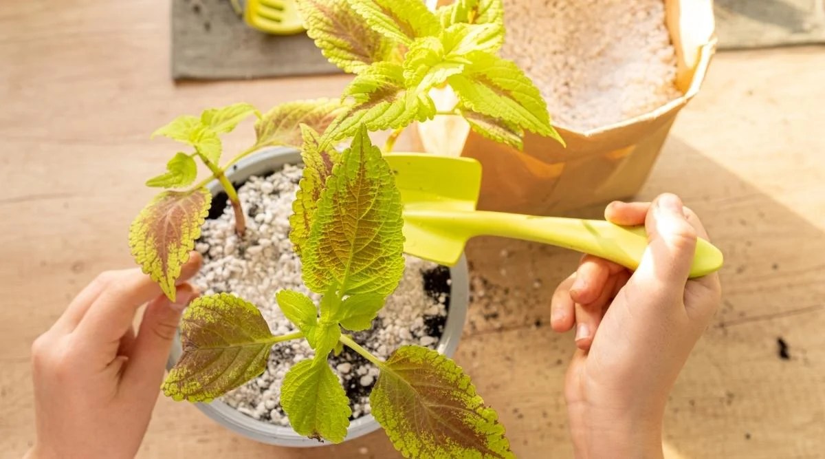15 Tips for Growing Coleus Plants in Containers or Pots