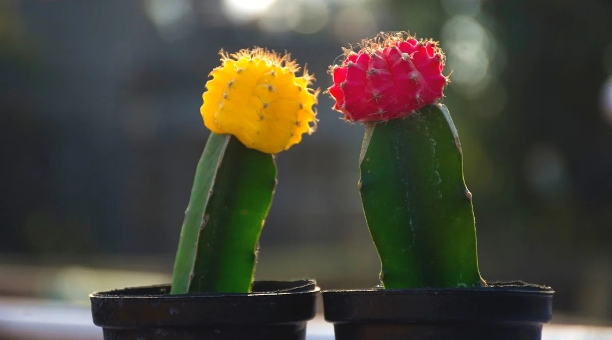 How to Plant, Grow and Care For Moon Cactus