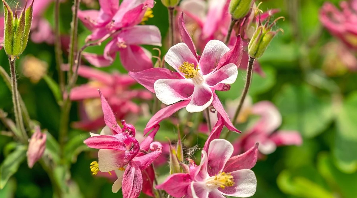 Columbine