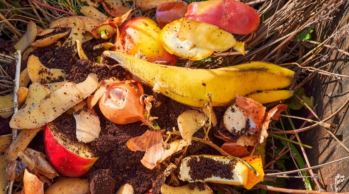 Are Coffee Grounds Good or Bad for Rhododendrons and Azaleas?