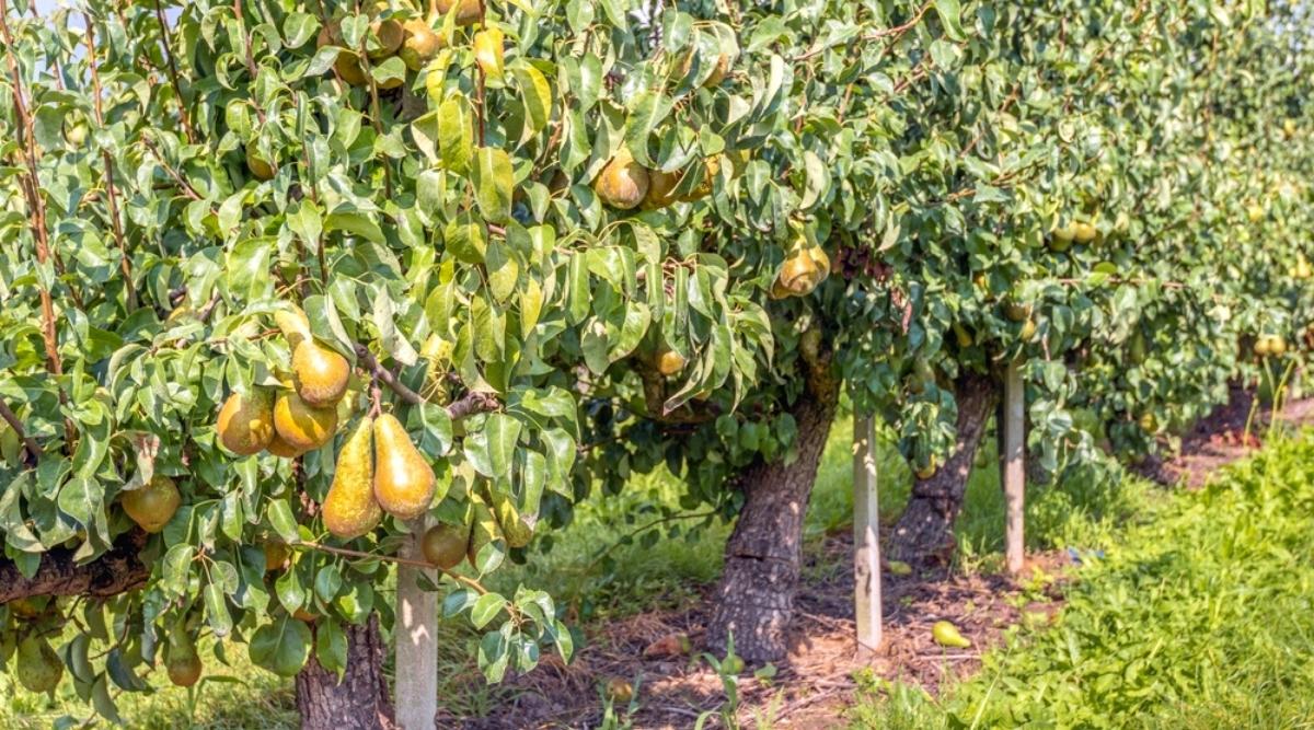 12 Dwarf Fruit Trees For Small Gardening Areas