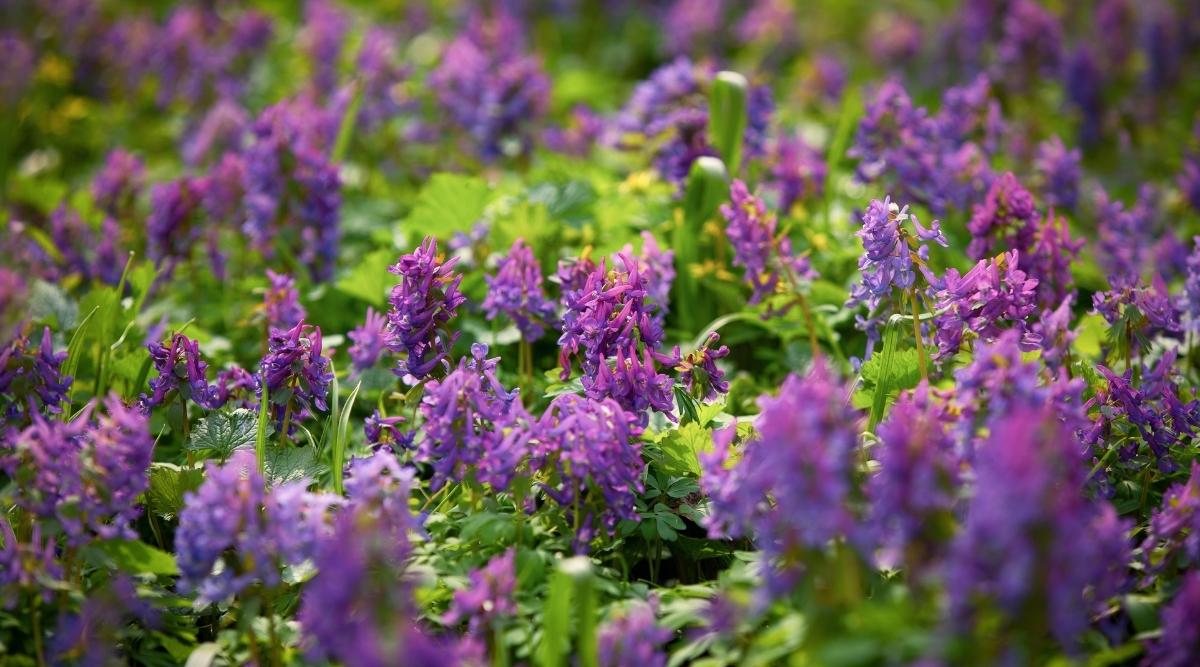 21 Shade Perennials For Zone 7 Shade Gardens