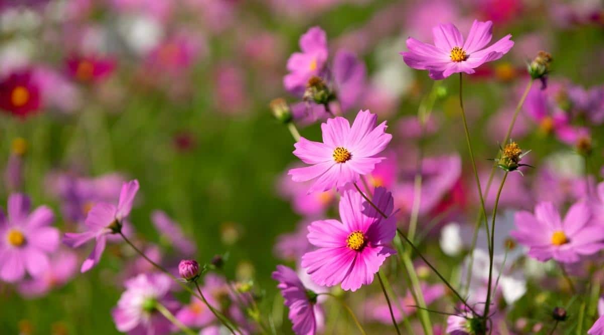 Close-up of blooming Cosmos flowers in a summer garden. The stems are vertical, strongly branched, thin and flexible. Bright purple and pink flowers, similar to daisies, collected in loose inflorescences with a golden center. The background is blurry.