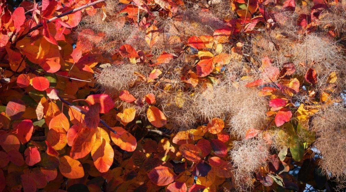 Close-up of a Cotinus coggygria bush covered with showy hairy pedicels giving the flowers a &ldquo;smoky&rdquo; appearance. Lots of lush, fluffy clusters of pink seed heads covering the bush with a haze of pink down. The leaves are bluish-green, alternate, oval.