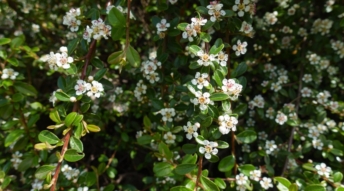 Cotoneaster divaricatus in a sunny garden. The branches are densely covered with dark green oval leaves and cute little pinkish-white flowers consisting of 5 petals surrounding a light yellow center with long sticking stamens.