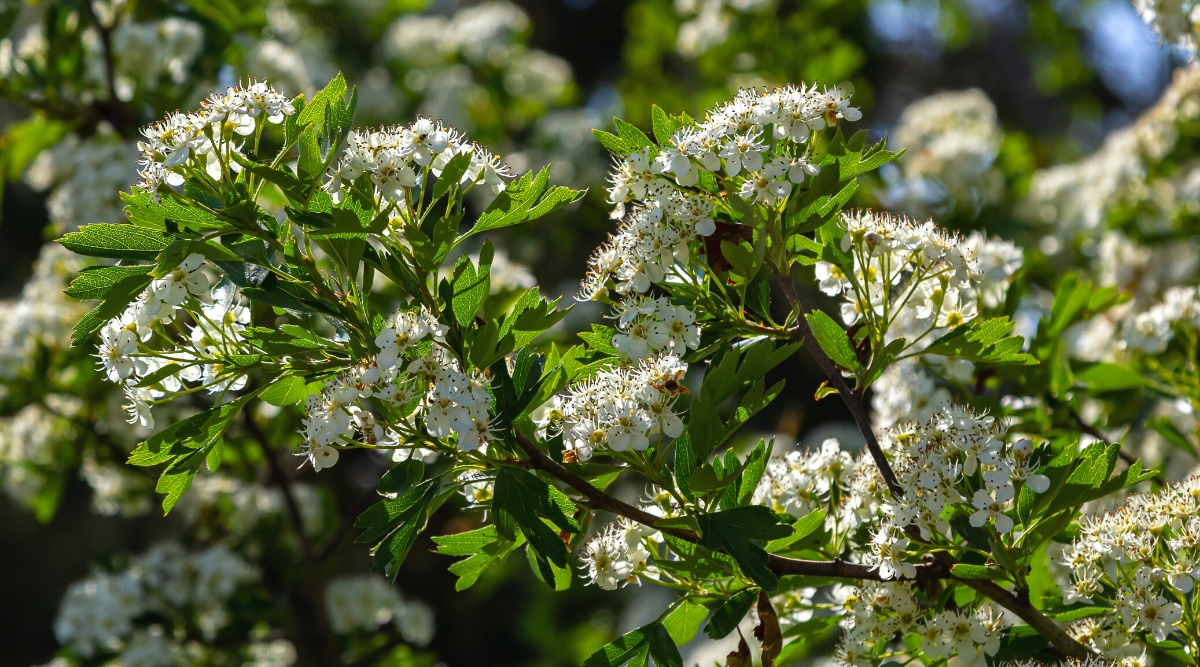Close-up of a blooming Crataegus, commonly known as hawthorn, in a sunny garden. The leaves of Crataegus are small, alternate, and deeply lobed with serrated margins. Hawthorn produces small, fragrant, and white or pinkish flowers that appear in clusters.