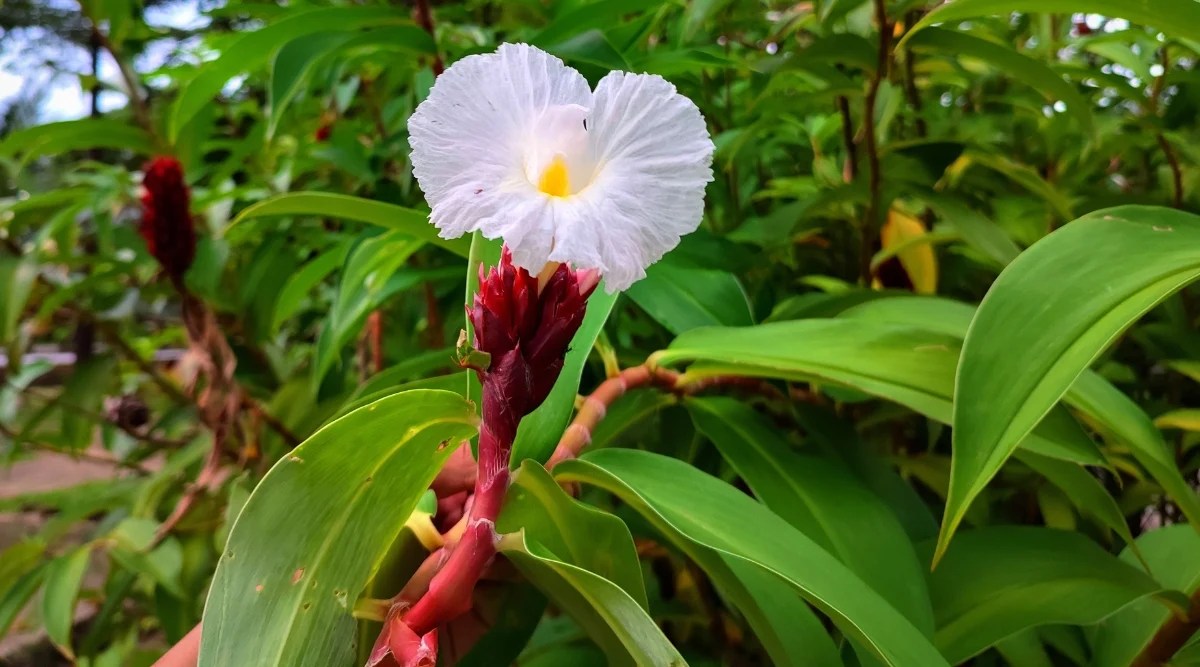 Tall red flower stalk with a large white flower on top. The leaves are oblong shaped, arranged spirally down the thick red stems. The flowering spike is dark red, round, each flower is white, funnel shape with a yellow center.