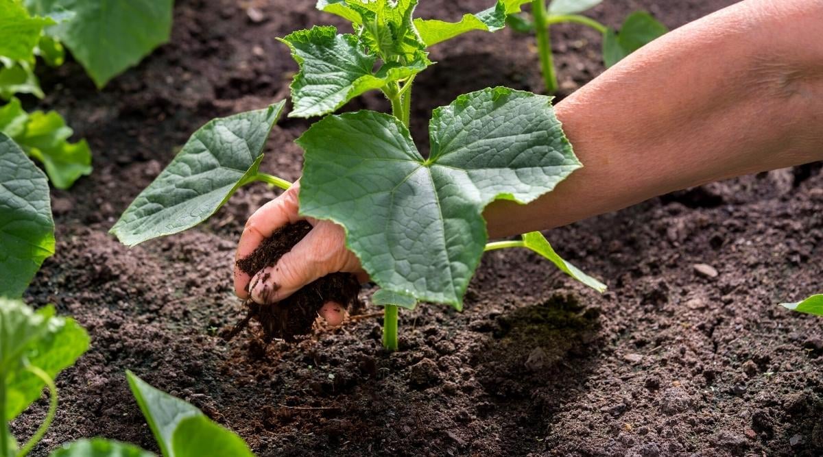 Cucumber fertilizing