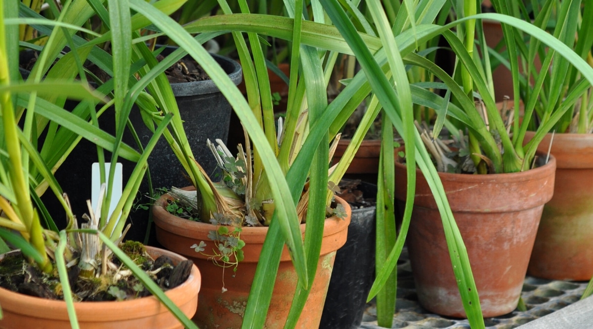 How to Plant, Grow and Care For Cymbidium Orchids