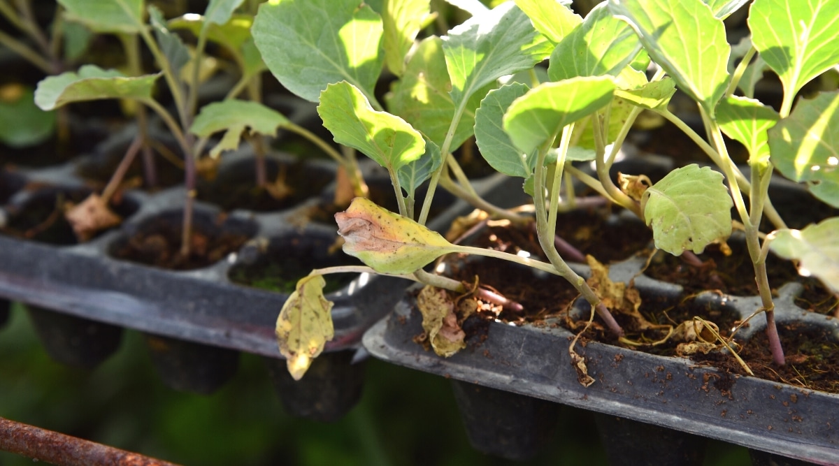 7 Tips to Prevent Rotting Seedlings from Damping Off
