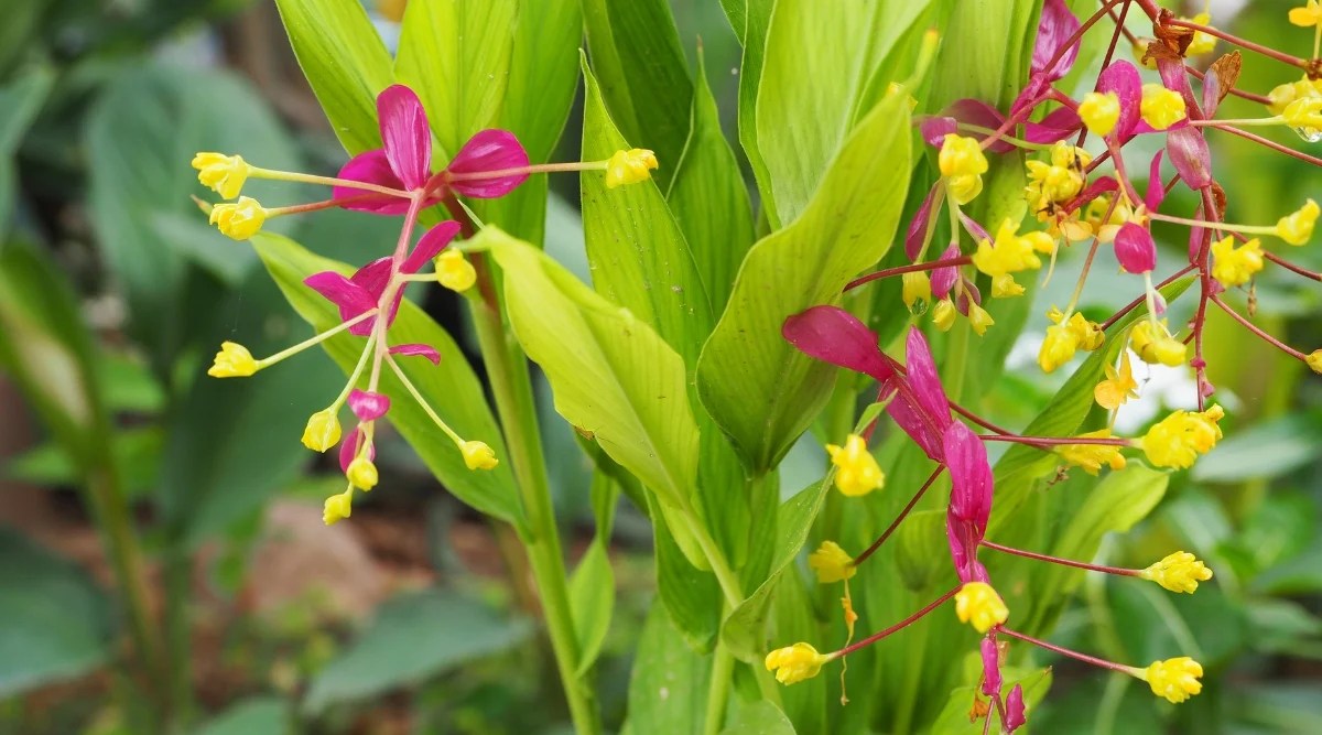 Close up of a tall green flower stalk with long, gracefully arching spikes of reddish bracts and long, tiny yellow flowers that seem as though they are “dancing”.
