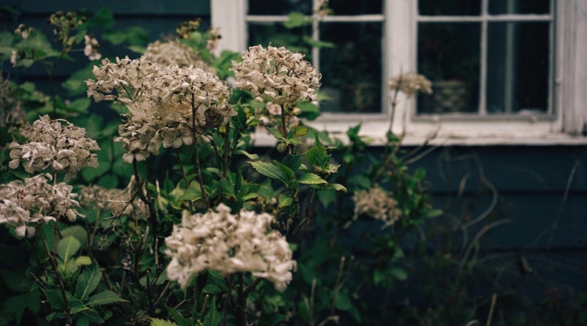 11 Tips For Deadheading Hydrangeas Correctly