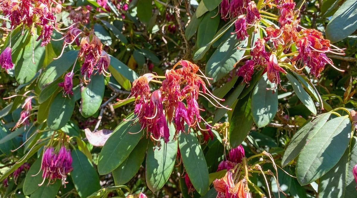 14 Tips For Beautiful Blooming Rhododendrons This Season
