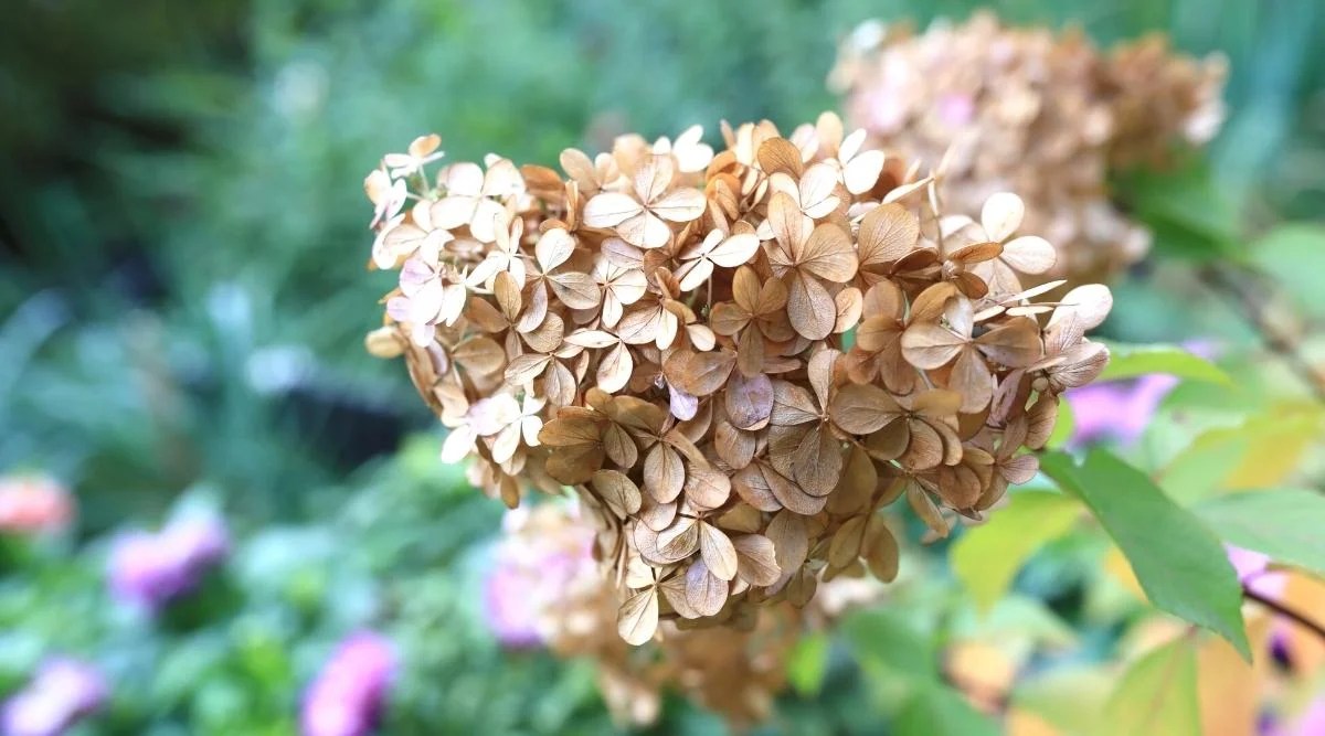 11 Tips For Deadheading Hydrangeas Correctly