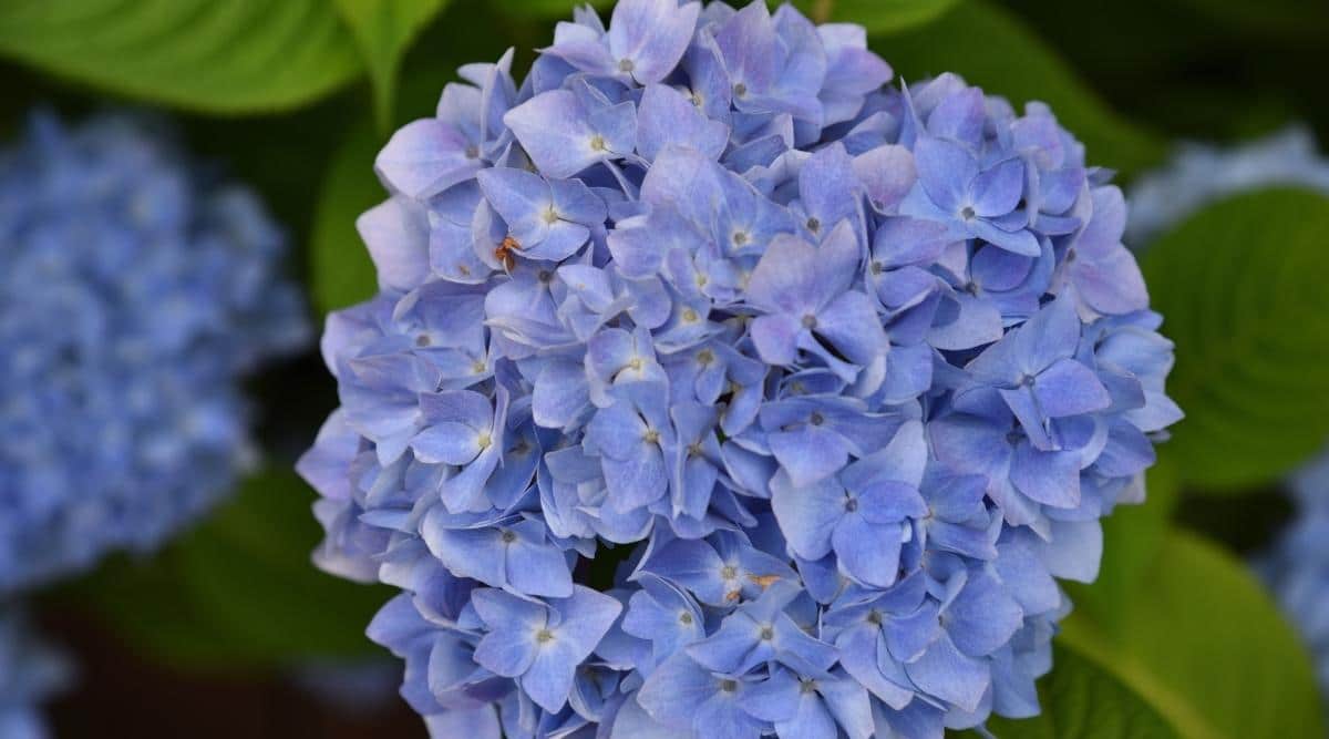 Decatur Blue Cultivar in Garden
