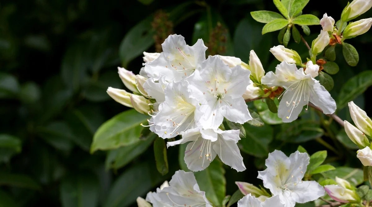 Close-up of a blooming Delaware Valley White azalea bush in a sunny garden against a blurred background of green foliage. The flowers are large, white, bell-shaped with slightly wavy edges on the petals and pale yellow freckles on the upper petals. Long white stamens in the centers of the flowers.