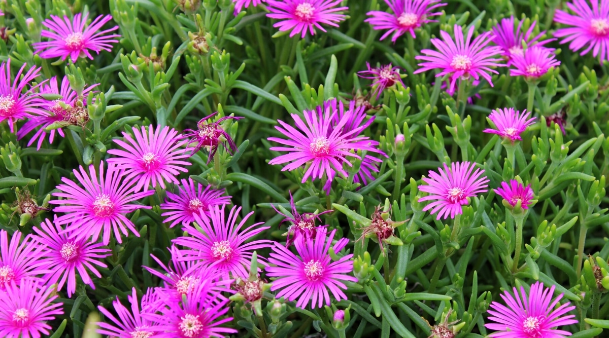 Close-up of a blooming Delosperma cooperi succulent plant in a garden. The plant has fleshy, linear, simple, dark green leaves and bright pink daisy-like flowers. The flowers have one row of thin long petals and whitish-pink centers.