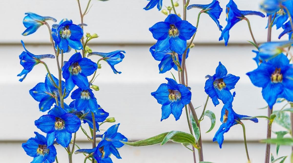 Variety ‘Summer Nights’