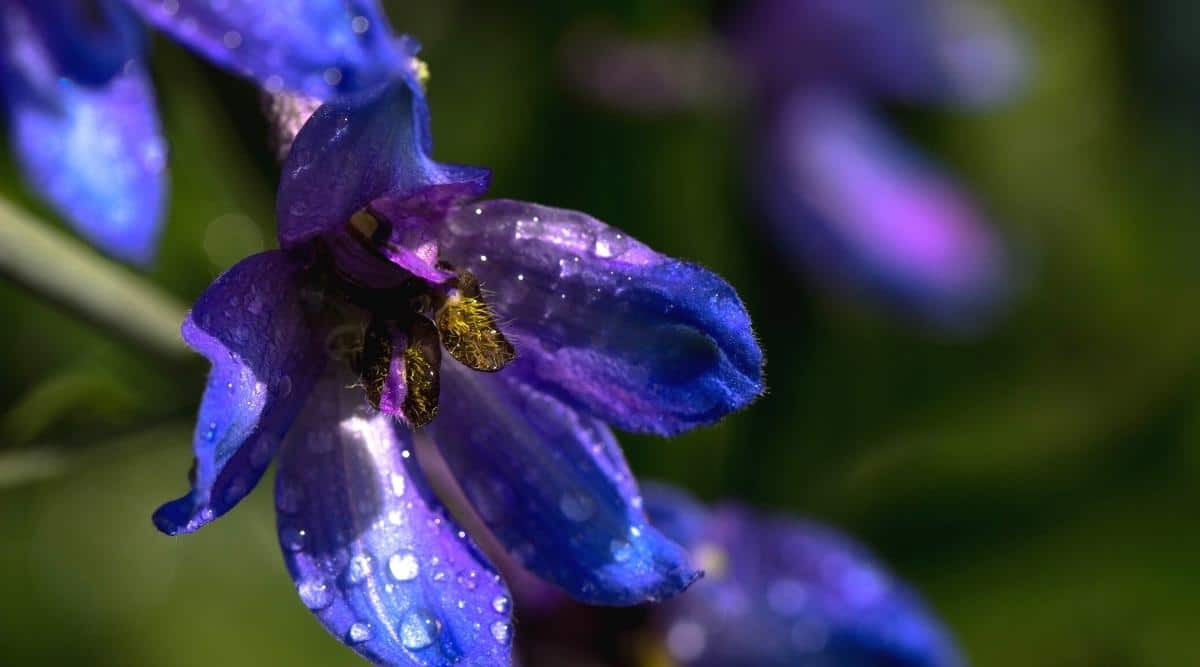 Purple flower with water drops