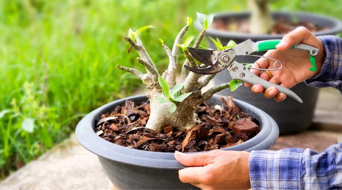 Close-up of female hands cutting the branches and leaves of a desert rose with secateurs in the garden. The plant is small, in a round, black, plastic flower pot, the soil of which is covered with bark mulch. The plant is a stout, grey-white, thick stem with many thick branches bearing green, smooth, obovate leaves. The gardener is dressed in a checkered blue and white shirt.