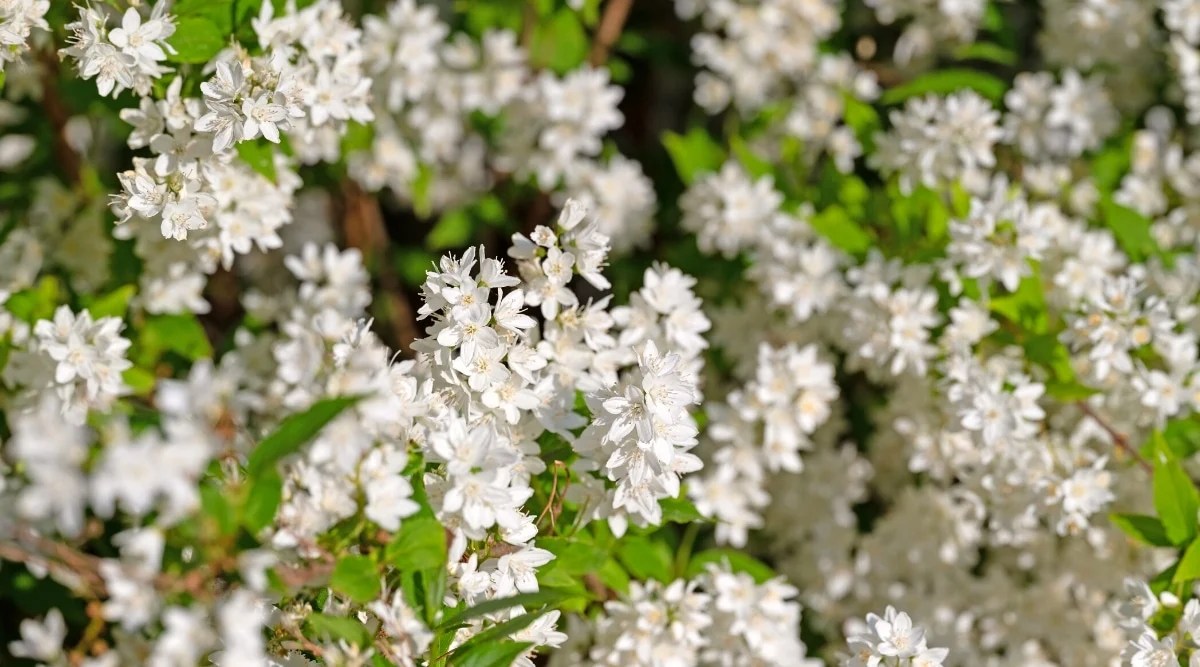 Close-up of a profusely flowering Deutzia gracilis bush in a garden. Many small white flowers, consisting of 5 petals, are collected in erect brushes. The leaves are green, opposite, oblong-lanceolate with pointed tips.