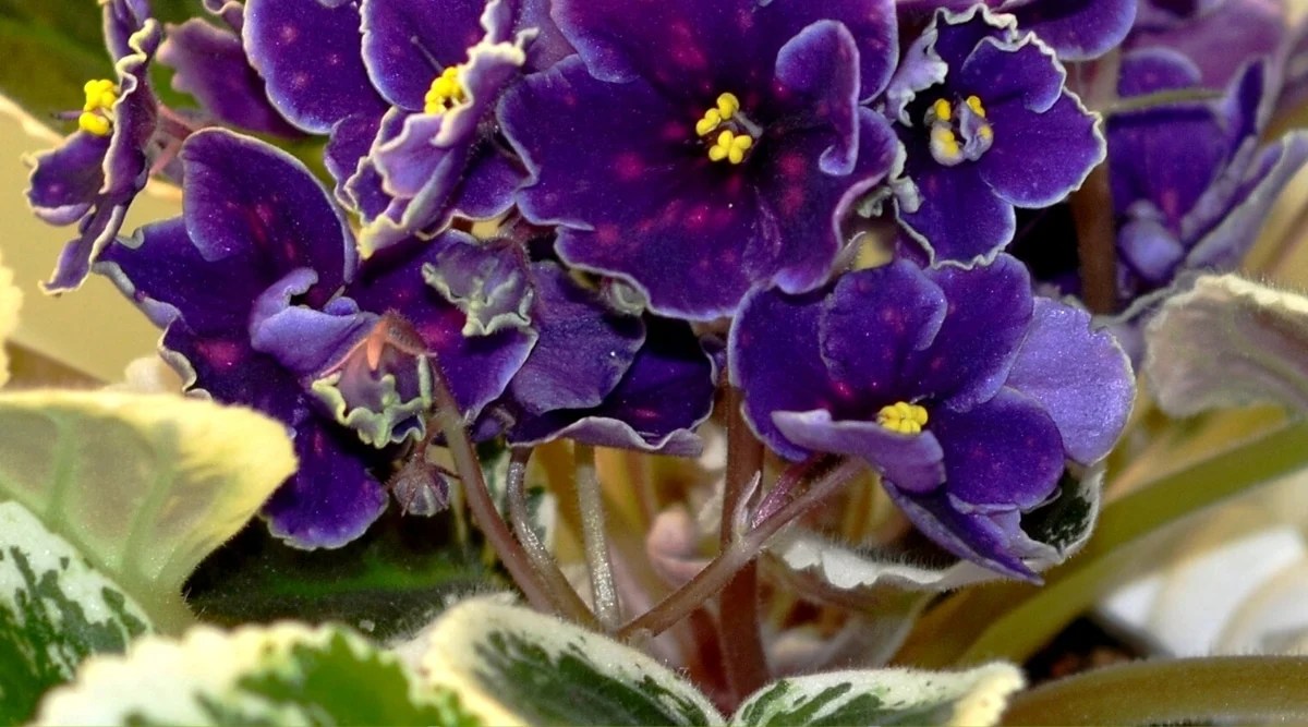 Close-up of a flowering houseplant. The leaves are dark green, large, heart-shaped, and variegated with white spots. The blooms are large, solitary, deep purple with slightly purple spots on the petals. The edges of the petals are slightly wavy. There are bright yellow stamen in the centers of each flower.