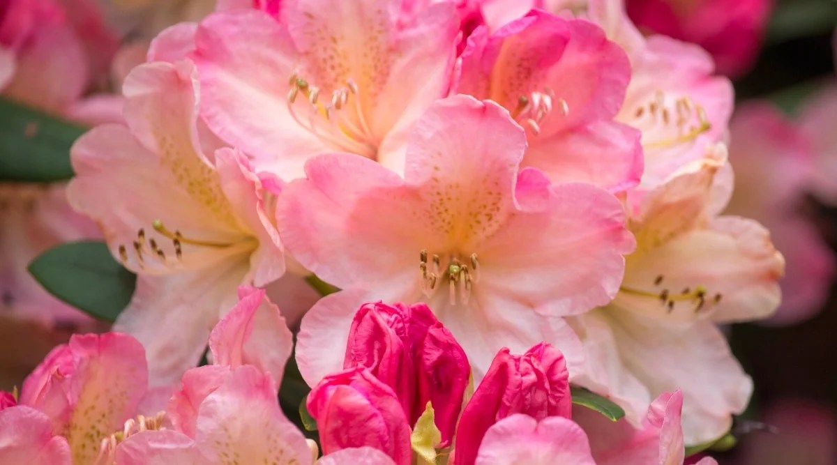Close-up of rhododendron Dexter’s Orange flowers. The flowers are medium in size, bell-shaped, with pale pink patches on light orange petals. Slightly noticeable golden freckles on the upper petals. Buds of unblown flowers are bright pink.