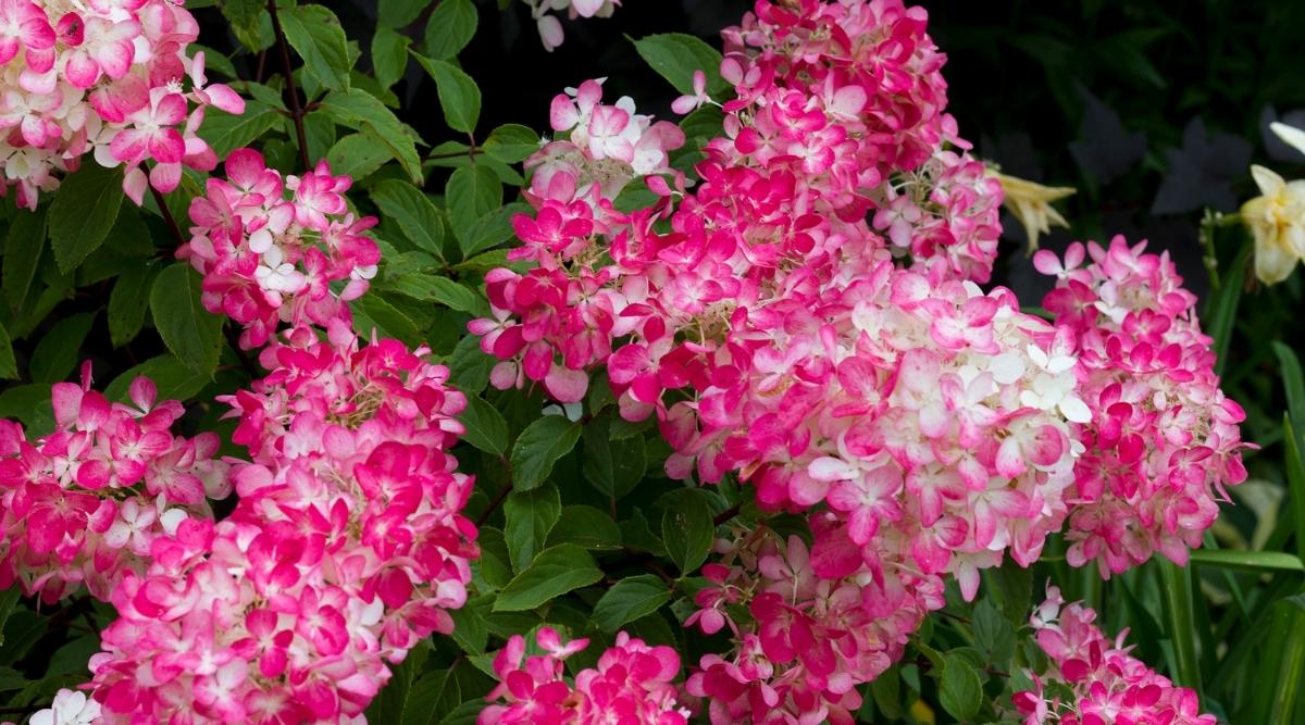 Diamond Rouge Cultivar