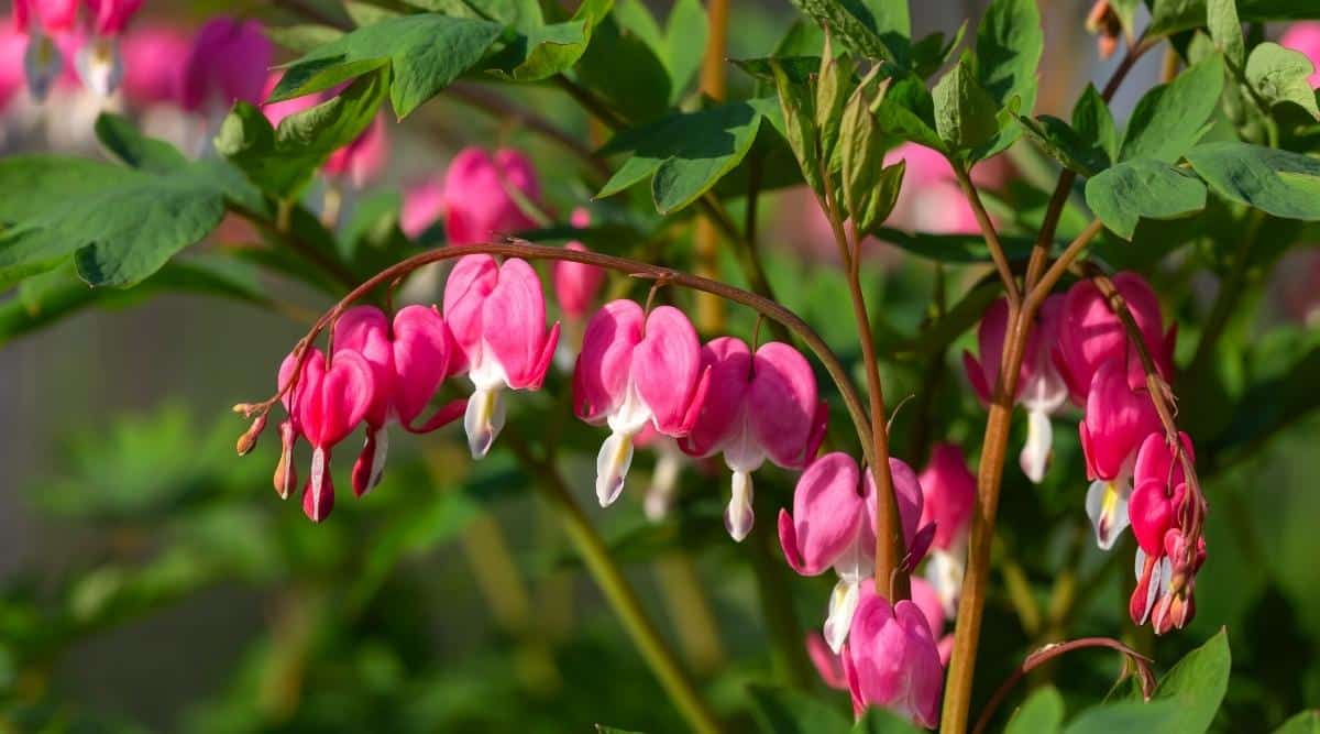 Close-up of a flowering Lamprocapnos spectabilis bush in a spring garden against a backdrop of green foliage. Unique hot pink flowers in the shape of a heart with a teardrop under it, there is a pair of spurs on the corolla of the flowers. They hang along curved stems surrounded by pinnately dissected green leaves. The background is blurry.