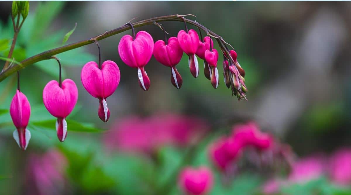 26 Shade Loving Perennials For Zone 8 Shade Gardens Epic Gardening
