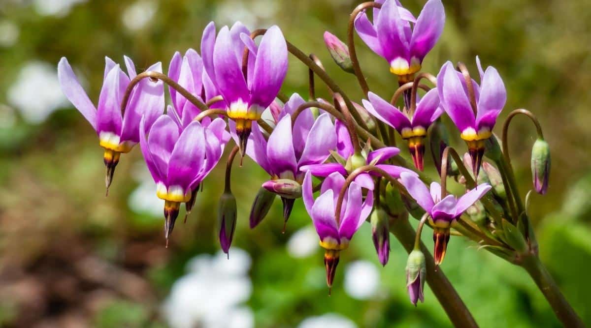 17 Plants That Grow Beautifully Under Oak Trees