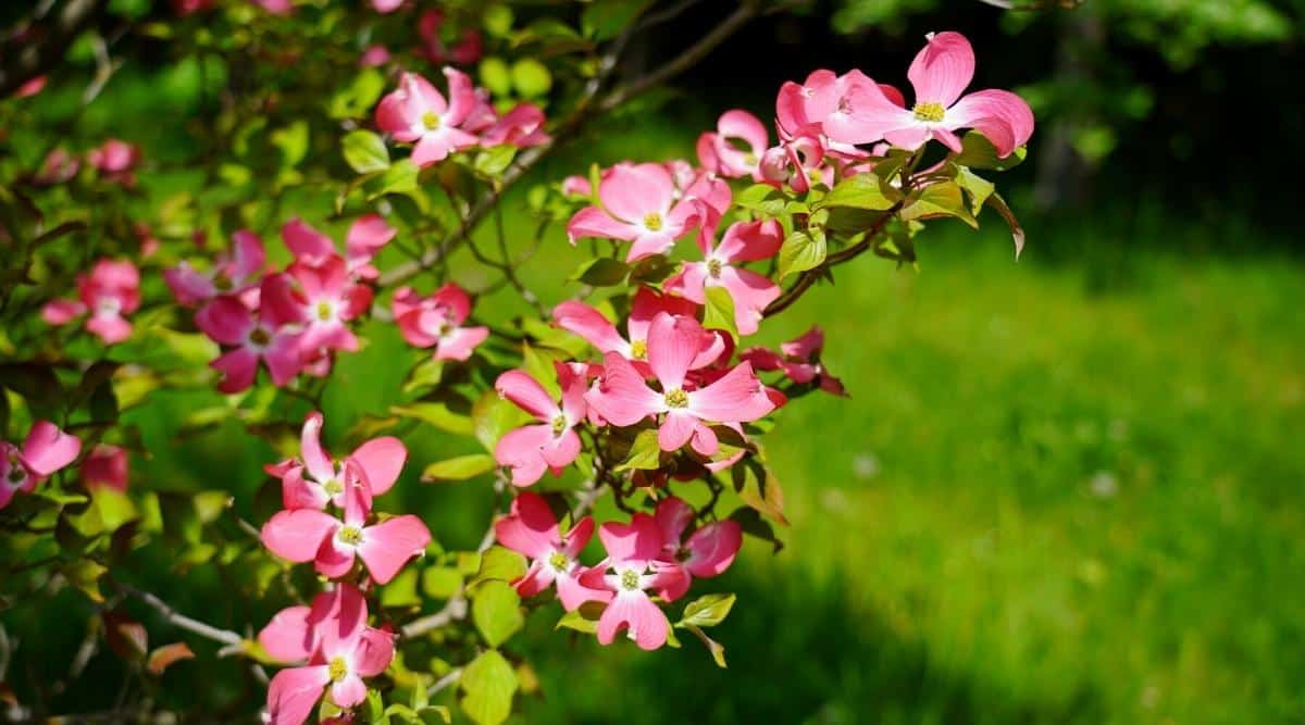 Close-up of a flowering branch of a Dogwood tree. Many bright pink flowers with green foliage grow on a branch. The flowers have 4 thin petals, which are slightly twisted at the edges. The petals are bright pink, but closer to the center they turn white and turn into a golden center. The background is slightly blurred, with green grass in the garden.