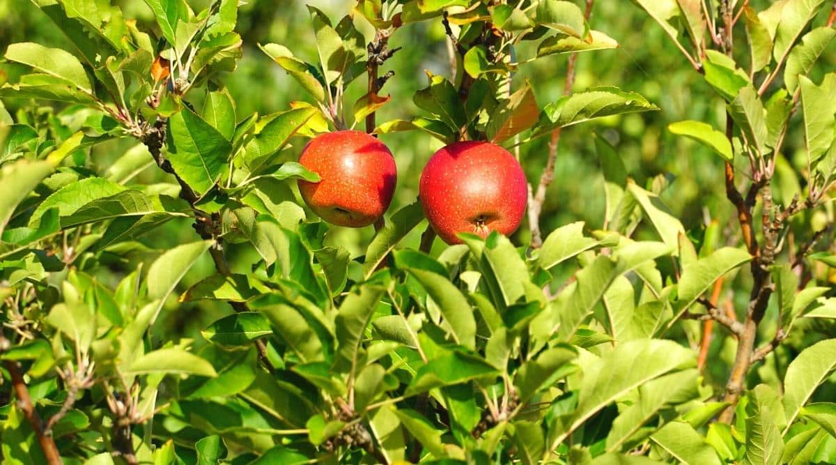 28 Different Types of Apple Tree Varieties to Grow This Season