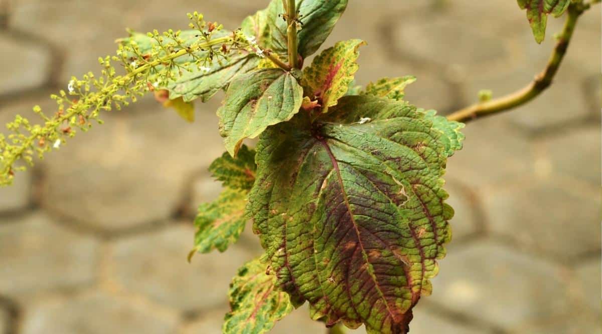 Hellebores Downy Mildew